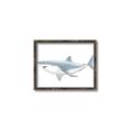 Picture of Great White Shark _GroupedProduct_Rectangle_Landscape_Mini_ _GroupedProduct_Rectangle_Landscape_Canvas_Framed_