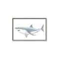 Picture of Great White Shark _GroupedProduct_Rectangle_Landscape_Mini_ _GroupedProduct_Rectangle_Landscape_Canvas_Framed_