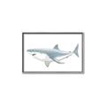 Picture of Great White Shark _GroupedProduct_Rectangle_Landscape_Mini_ _GroupedProduct_Rectangle_Landscape_Canvas_Framed_
