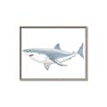 Picture of Great White Shark _GroupedProduct_Rectangle_Landscape_Mini_ _GroupedProduct_Rectangle_Landscape_Canvas_Framed_