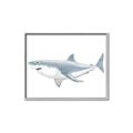 Picture of Great White Shark _GroupedProduct_Rectangle_Landscape_Mini_ _GroupedProduct_Rectangle_Landscape_Canvas_Framed_