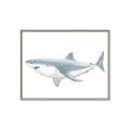 Picture of Great White Shark _GroupedProduct_Rectangle_Landscape_Mini_ _GroupedProduct_Rectangle_Landscape_Canvas_Framed_