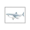 Picture of Great White Shark _GroupedProduct_Rectangle_Landscape_Mini_ _GroupedProduct_Rectangle_Landscape_Canvas_Framed_