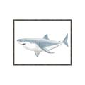 Picture of Great White Shark _GroupedProduct_Rectangle_Landscape_Mini_ _GroupedProduct_Rectangle_Landscape_Canvas_Framed_