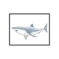 Picture of Great White Shark _GroupedProduct_Rectangle_Landscape_Mini_ _GroupedProduct_Rectangle_Landscape_Canvas_Framed_
