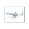 Picture of Great White Shark _GroupedProduct_Rectangle_Landscape_Mini_ _GroupedProduct_Rectangle_Landscape_Canvas_Framed_