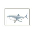 Picture of Great White Shark _GroupedProduct_Rectangle_Landscape_Mini_ _GroupedProduct_Rectangle_Landscape_Canvas_Framed_
