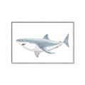 Picture of Great White Shark _GroupedProduct_Rectangle_Landscape_Mini_ _GroupedProduct_Rectangle_Landscape_Canvas_Framed_