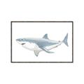 Picture of Great White Shark _GroupedProduct_Rectangle_Landscape_Mini_ _GroupedProduct_Rectangle_Landscape_Canvas_Framed_