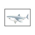 Picture of Great White Shark _GroupedProduct_Rectangle_Landscape_Mini_ _GroupedProduct_Rectangle_Landscape_Canvas_Framed_