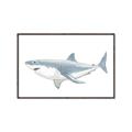 Picture of Great White Shark _GroupedProduct_Rectangle_Landscape_Mini_ _GroupedProduct_Rectangle_Landscape_Canvas_Framed_