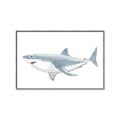 Picture of Great White Shark _GroupedProduct_Rectangle_Landscape_Mini_ _GroupedProduct_Rectangle_Landscape_Canvas_Framed_