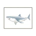 Picture of Great White Shark _GroupedProduct_Rectangle_Landscape_Mini_ _GroupedProduct_Rectangle_Landscape_Canvas_Framed_