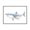Picture of Great White Shark _GroupedProduct_Rectangle_Landscape_Mini_ _GroupedProduct_Rectangle_Landscape_Canvas_Framed_