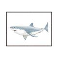 Picture of Great White Shark _GroupedProduct_Rectangle_Landscape_Mini_ _GroupedProduct_Rectangle_Landscape_Canvas_Framed_