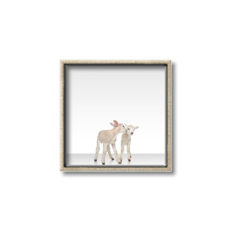 Picture of Together Lambs _GroupedProduct_Square_Mini_ _GroupedProduct_Square_Canvas_Framed_