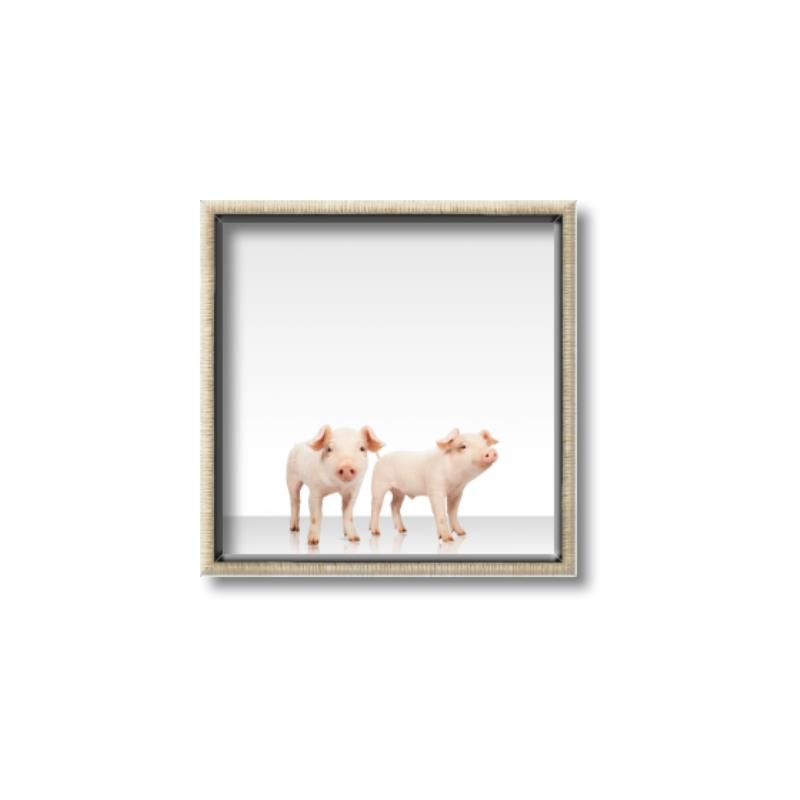 Picture of Together Pigs _GroupedProduct_Square_Mini_ _GroupedProduct_Square_Canvas_Framed_