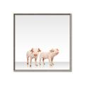 Picture of Together Pigs _GroupedProduct_Square_Mini_ _GroupedProduct_Square_Canvas_Framed_