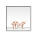 Picture of Together Pigs _GroupedProduct_Square_Mini_ _GroupedProduct_Square_Canvas_Framed_