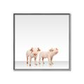 Picture of Together Pigs _GroupedProduct_Square_Mini_ _GroupedProduct_Square_Canvas_Framed_