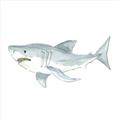 Picture of Great White _GroupedProduct_Square_Mini_ _GroupedProduct_Square_Unframed_Print_Only_