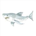 Picture of Great White _GroupedProduct_Square_Mini_ _GroupedProduct_Square_Unframed_Print_Only_