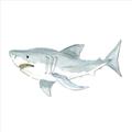 Picture of Great White _GroupedProduct_Square_Mini_ _GroupedProduct_Square_Unframed_Print_Only_