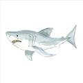 Picture of Great White _GroupedProduct_Square_Mini_ _GroupedProduct_Square_Unframed_Print_Only_