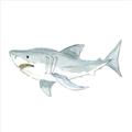Picture of Great White _GroupedProduct_Square_Mini_ _GroupedProduct_Square_Unframed_Print_Only_