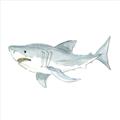 Picture of Great White _GroupedProduct_Square_Mini_ _GroupedProduct_Square_Unframed_Print_Only_