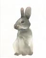 Picture of Brown Bunny _GroupedProduct_Rectangle_Portrait_Mini_ _GroupedProduct_Rectangle_Portrait_Unframed_Print_Only_