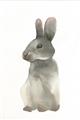 Picture of Brown Bunny _GroupedProduct_Rectangle_Portrait_Mini_ _GroupedProduct_Rectangle_Portrait_Unframed_Print_Only_