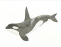 Picture of Orca Whale _GroupedProduct_Rectangle_Landscape_Mini_ _GroupedProduct_Rectangle_Landscape_Unframed_Print_Only_