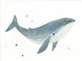 Picture of Blue Whale _GroupedProduct_Rectangle_Landscape_Mini_ _GroupedProduct_Rectangle_Landscape_Unframed_Print_Only_