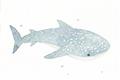 Picture of Blue Whale lll _GroupedProduct_Rectangle_Landscape_Mini_ _GroupedProduct_Rectangle_Landscape_Unframed_Print_Only_