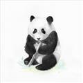 Picture of Jungle Panda _GroupedProduct_Square_Mini_ _GroupedProduct_Square_Unframed_Print_Only_