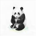 Picture of Jungle Panda _GroupedProduct_Square_Mini_ _GroupedProduct_Square_Unframed_Print_Only_