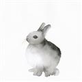 Picture of Bunny II-M _GroupedProduct_Square_Mini_ _GroupedProduct_Square_Unframed_Print_Only_
