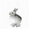 Picture of Bunny II-M _GroupedProduct_Square_Mini_ _GroupedProduct_Square_Unframed_Print_Only_