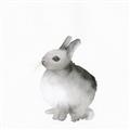 Picture of Bunny II-M _GroupedProduct_Square_Mini_ _GroupedProduct_Square_Unframed_Print_Only_