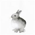 Picture of Bunny II-M _GroupedProduct_Square_Mini_ _GroupedProduct_Square_Unframed_Print_Only_