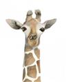 Picture of Giraffe Peekaboo _GroupedProduct_Rectangle_Portrait_Mini_ _GroupedProduct_Rectangle_Portrait_Unframed_Print_Only_