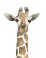 Picture of Giraffe Peekaboo _GroupedProduct_Rectangle_Portrait_Mini_ _GroupedProduct_Rectangle_Portrait_Unframed_Print_Only_