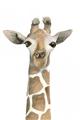 Picture of Giraffe Peekaboo _GroupedProduct_Rectangle_Portrait_Mini_ _GroupedProduct_Rectangle_Portrait_Unframed_Print_Only_