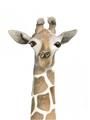 Picture of Giraffe Peekaboo _GroupedProduct_Rectangle_Portrait_Mini_ _GroupedProduct_Rectangle_Portrait_Unframed_Print_Only_