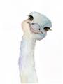 Picture of Ostrich Peekaboo _GroupedProduct_Rectangle_Portrait_Mini_ _GroupedProduct_Rectangle_Portrait_Unframed_Print_Only_