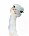 Picture of Ostrich Peekaboo _GroupedProduct_Rectangle_Portrait_Mini_ _GroupedProduct_Rectangle_Portrait_Unframed_Print_Only_