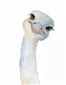 Picture of Ostrich Peekaboo _GroupedProduct_Rectangle_Portrait_Mini_ _GroupedProduct_Rectangle_Portrait_Unframed_Print_Only_