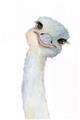 Picture of Ostrich Peekaboo _GroupedProduct_Rectangle_Portrait_Mini_ _GroupedProduct_Rectangle_Portrait_Unframed_Print_Only_