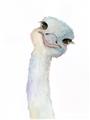 Picture of Ostrich Peekaboo _GroupedProduct_Rectangle_Portrait_Mini_ _GroupedProduct_Rectangle_Portrait_Unframed_Print_Only_